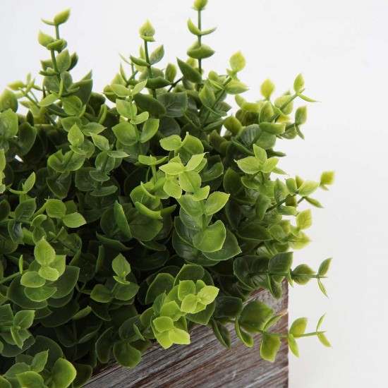 Plants Wooden Pots 
